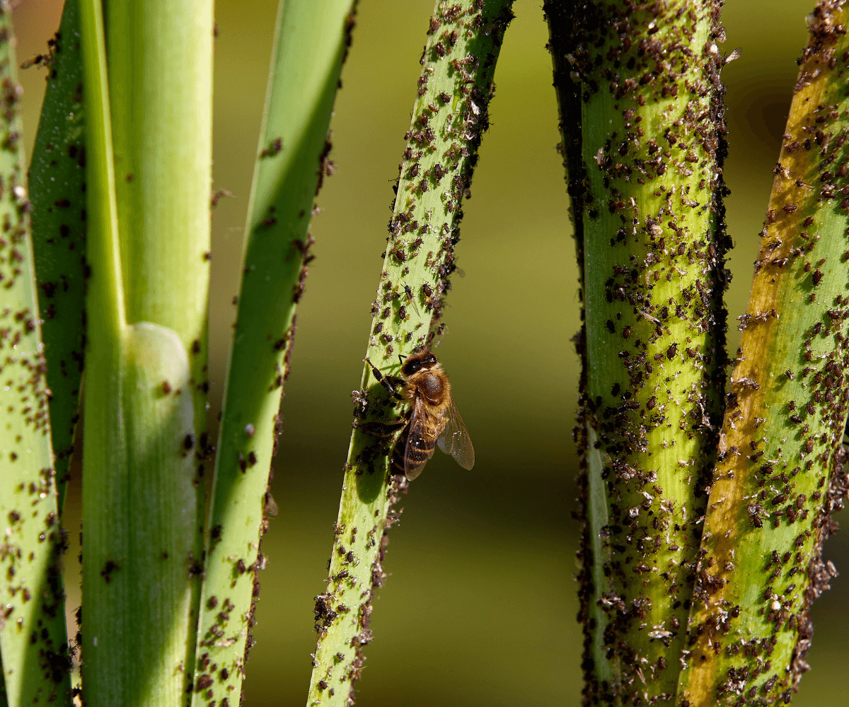 Les plantes en décomposition qui attirent les moucherons
