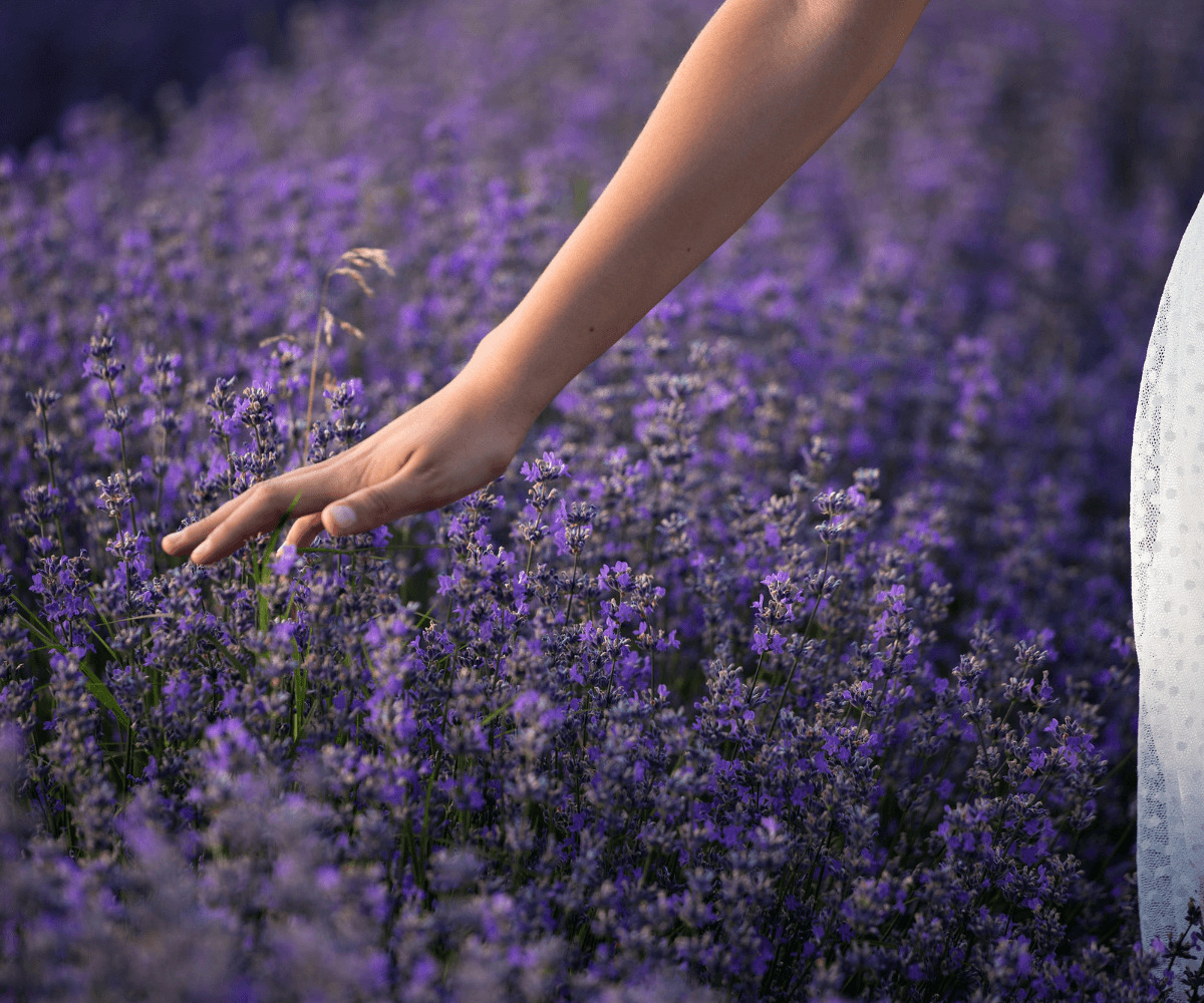 Comment tailler la lavande comme un expert en botanique