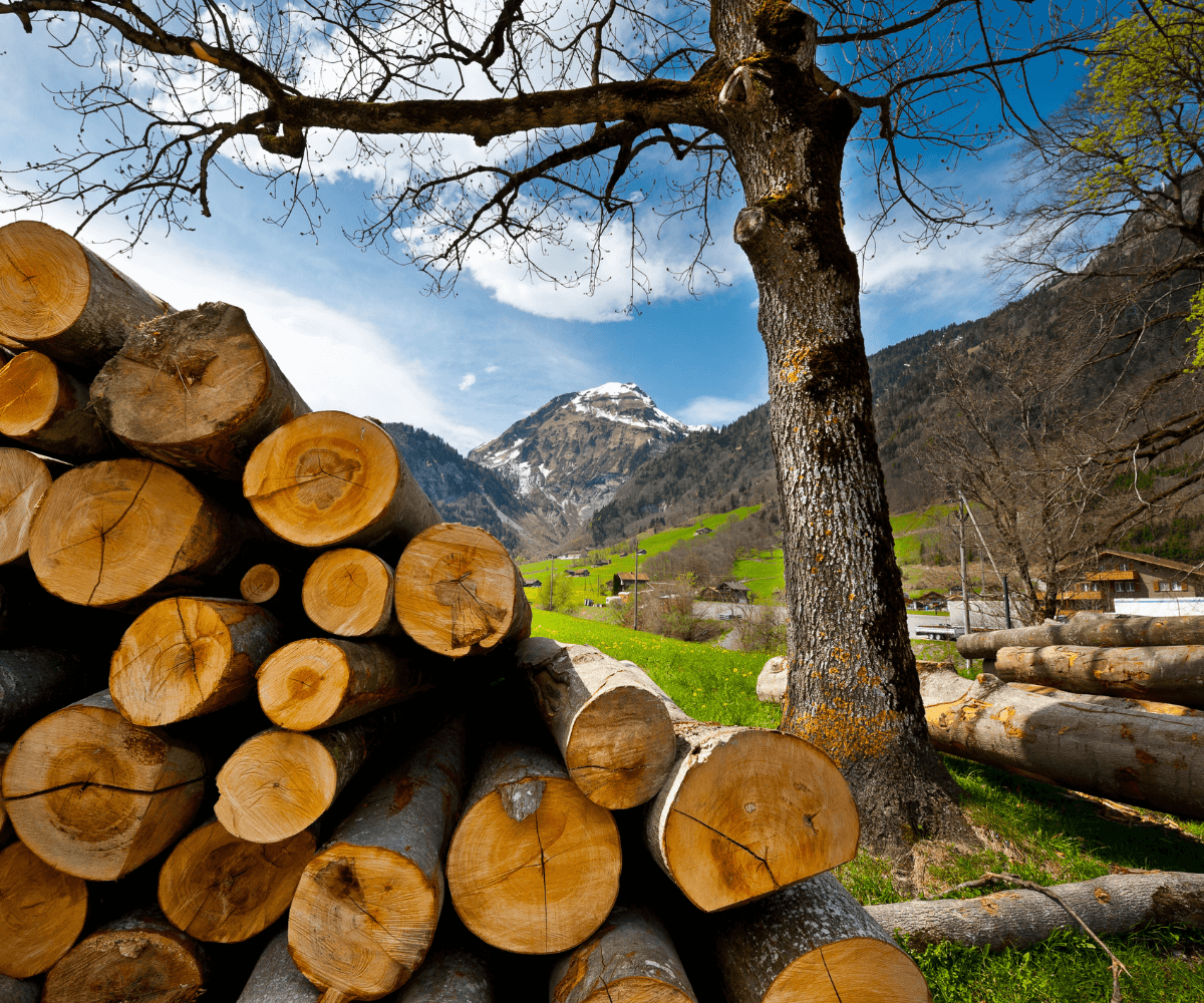 Où trouver du bois de qualité