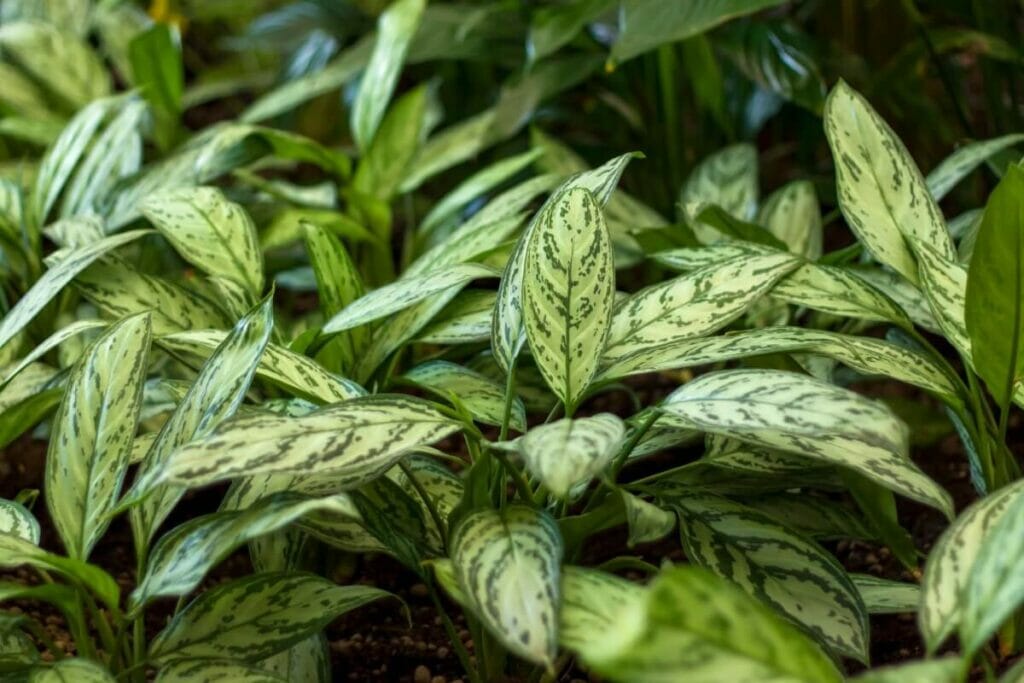 Aglaonema 'Silver Bay'