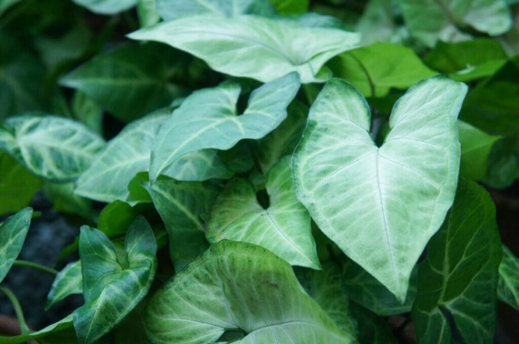 Plante à tête de flèche (Syngonium podophyllum)