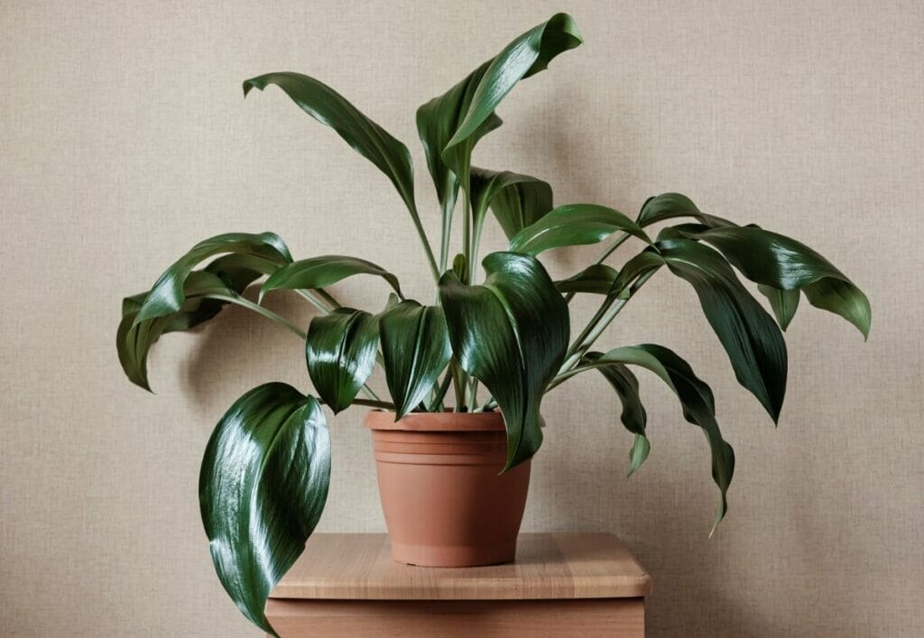 Plante en fonte (Aspidistra elatior)