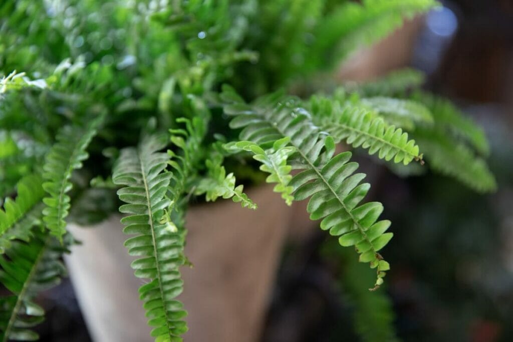 Fougère de Boston (Nephrolepis exaltata)