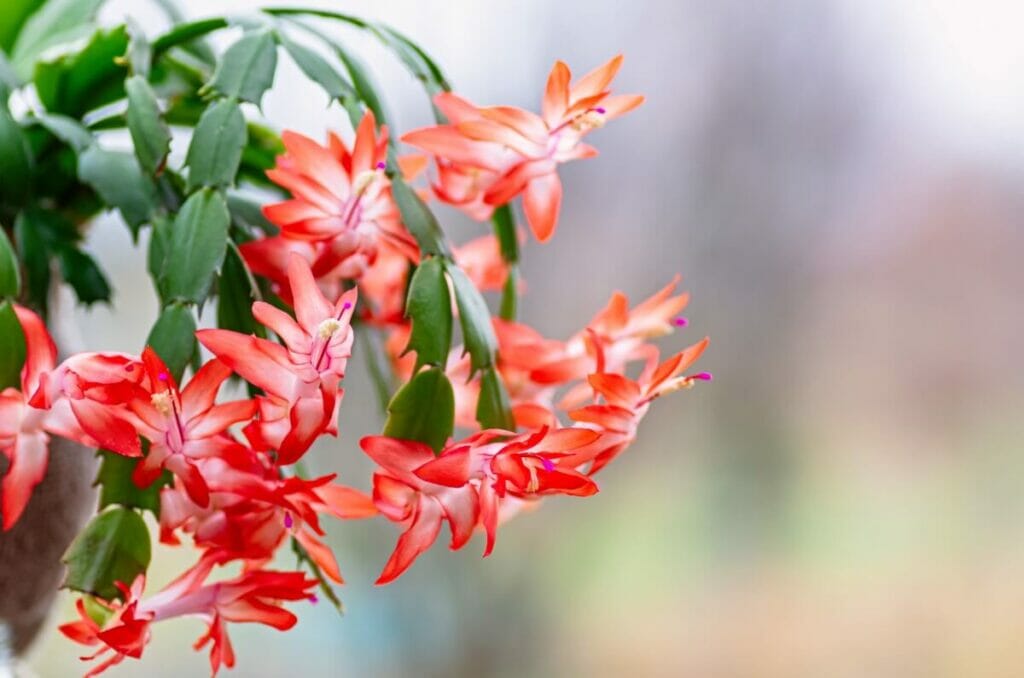 Cactus de Noël (Schlumbergera spp.)