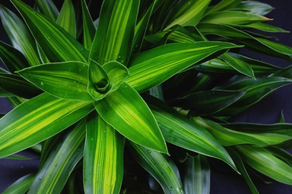 Plante de maïs (Dracaena fragrans)