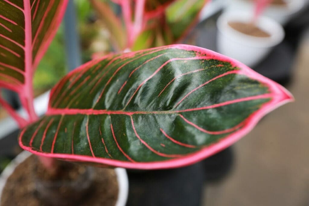 Aglaonème de Chine (Aglaonema spp.)