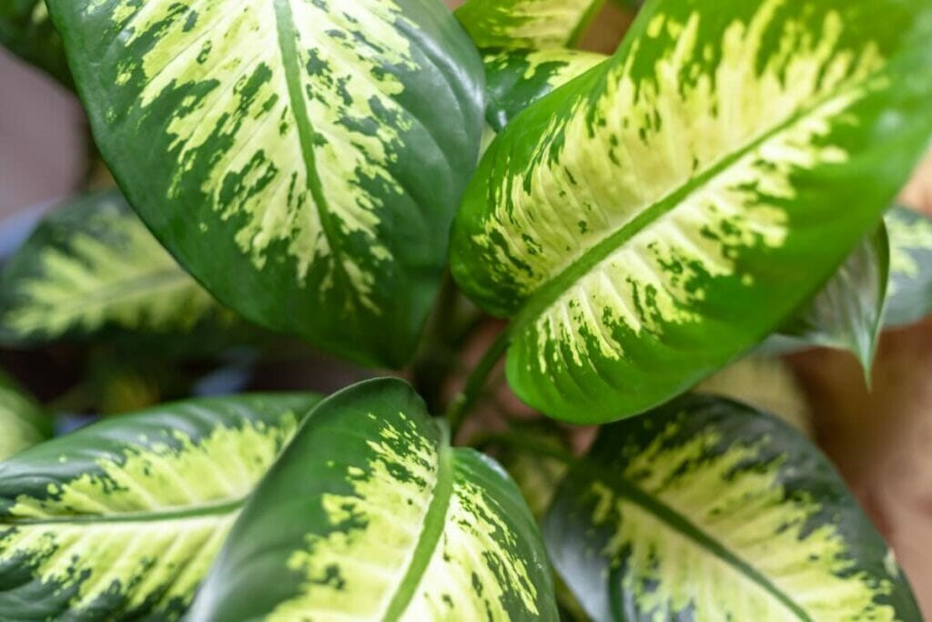 Canne muette (Dieffenbachia spp.)