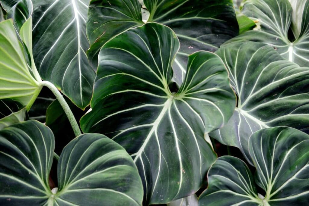 Oreille d'éléphant (Alocasia x amazonica)