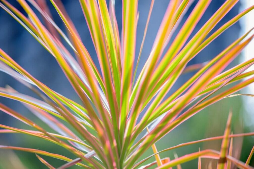 Dragonnier (Dracaena marginata)
