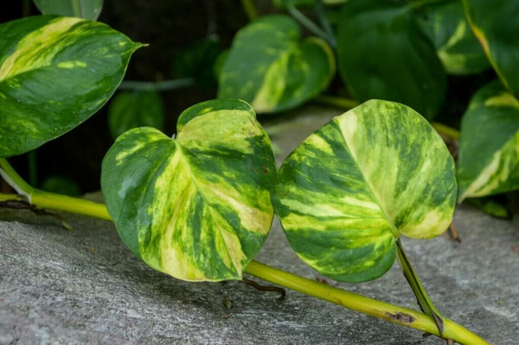 Lierre du diable (Epipremnum aureum)