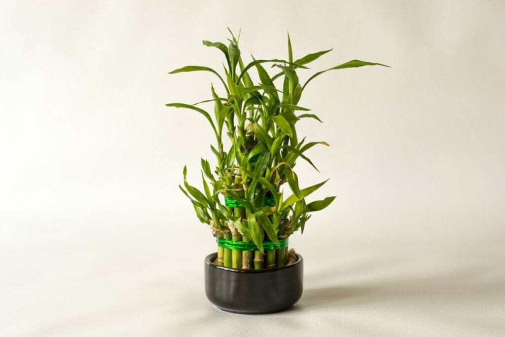 Bambou chanceux (Dracaena sanderiana)