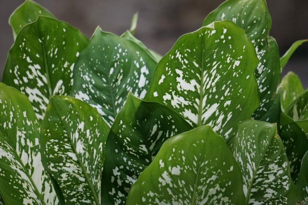 Lys léopard (Dieffenbachia seguine)