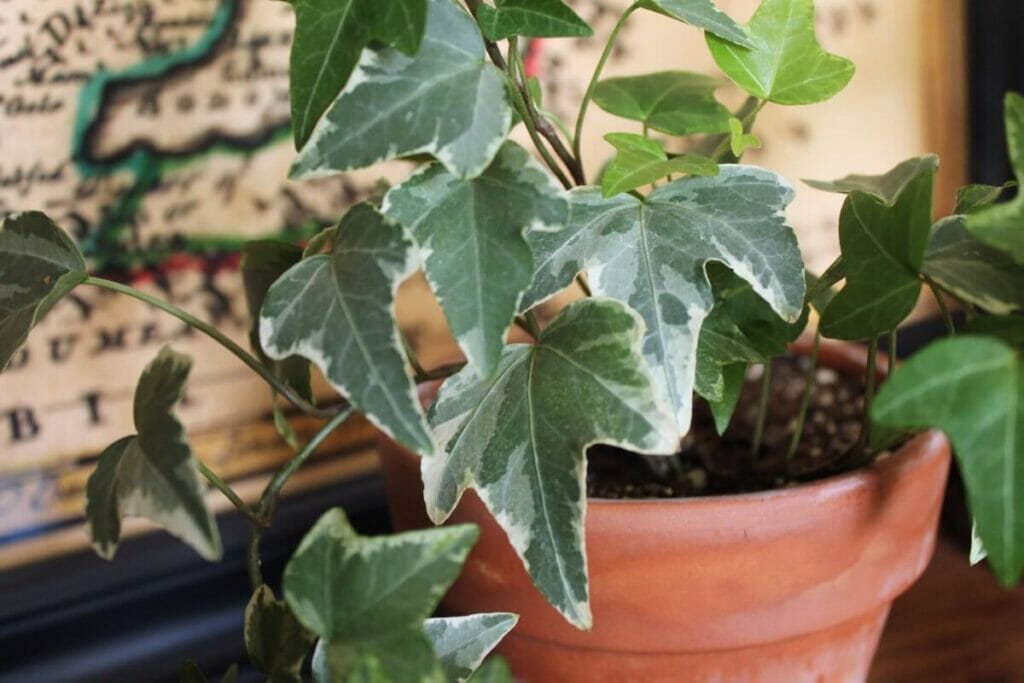 Lierre anglais (Hedera helix)