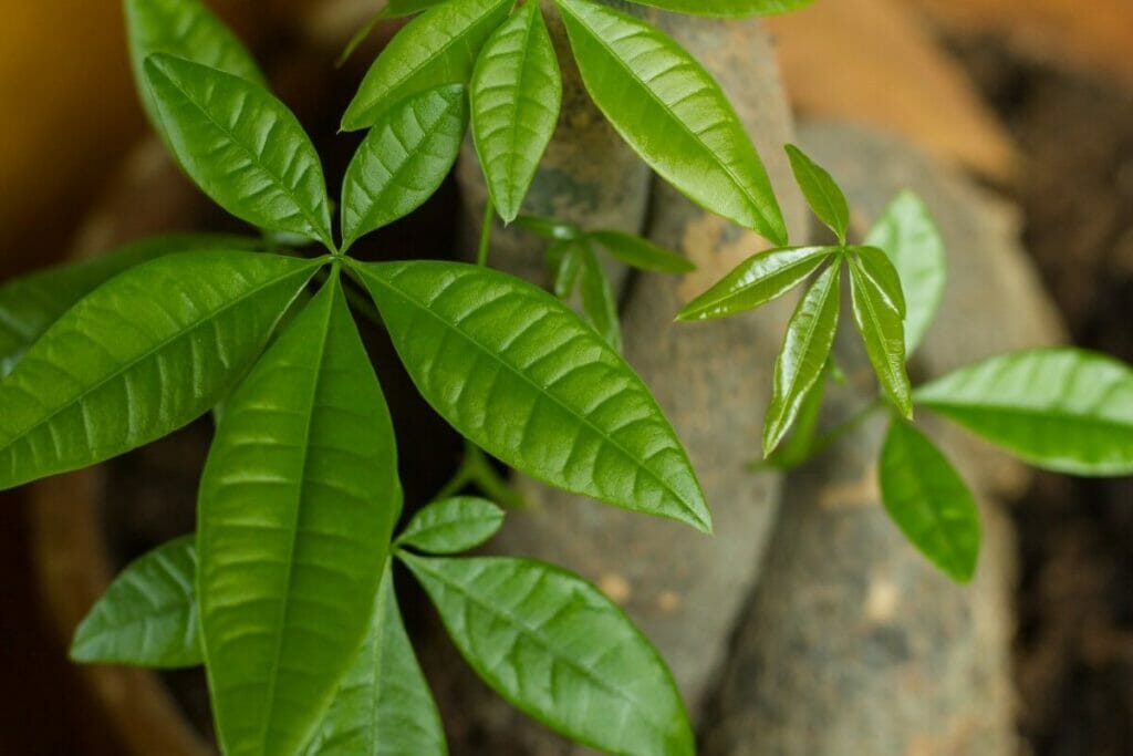 Arbre à argent (Pachira aquatica)
