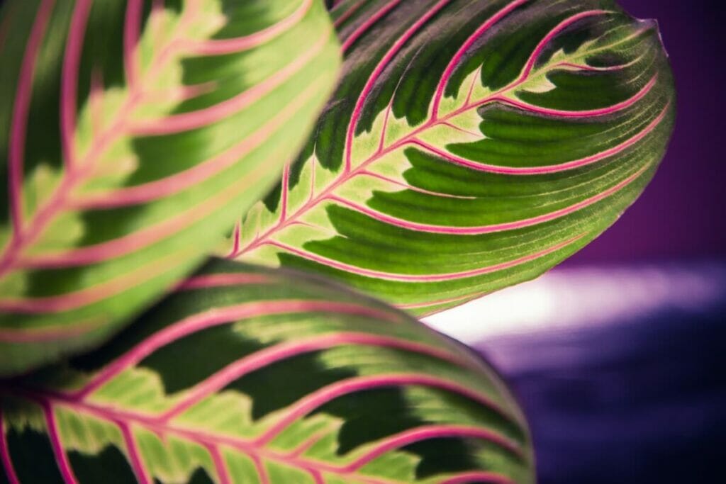 Plante de prière néon (Maranta leuconeura 'Marisela')