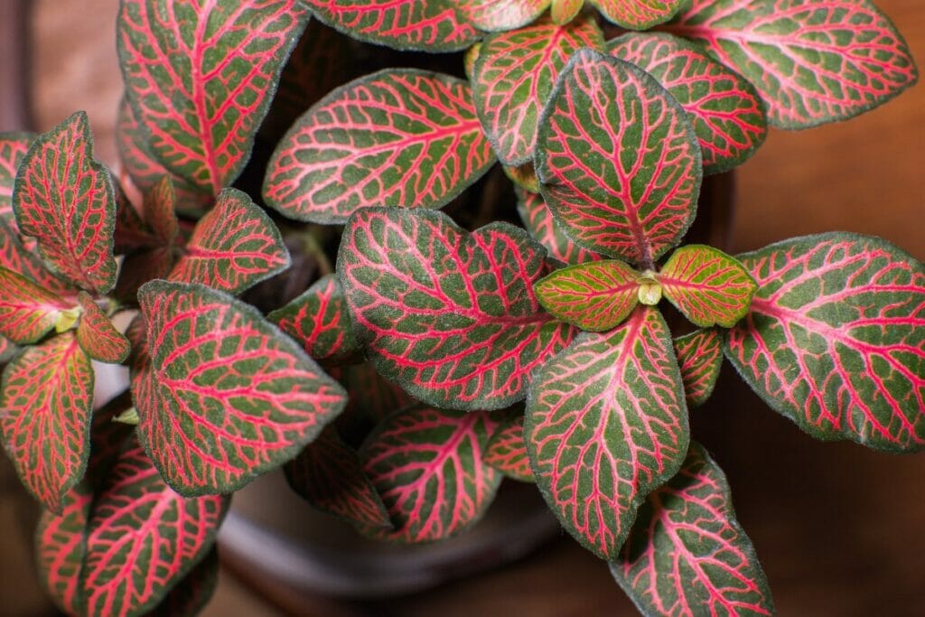 Plante nerveuse (Fittonia spp.)