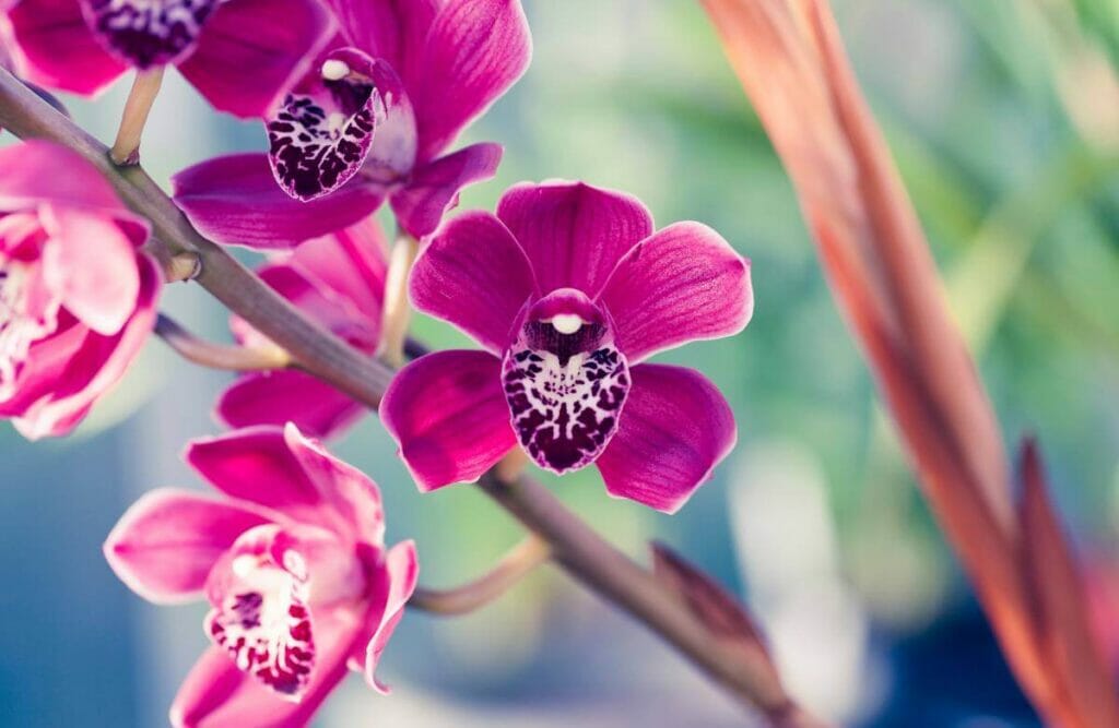 Orchidées (Orchidaceae)