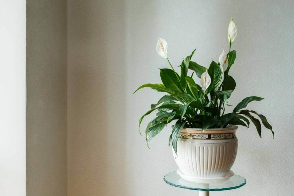 Lys de la paix (Spathiphyllum spp.)