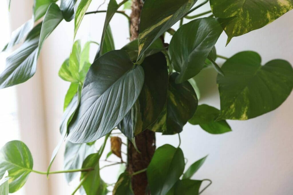 Philodendron à feuilles de cœur (Philodendron scandens)