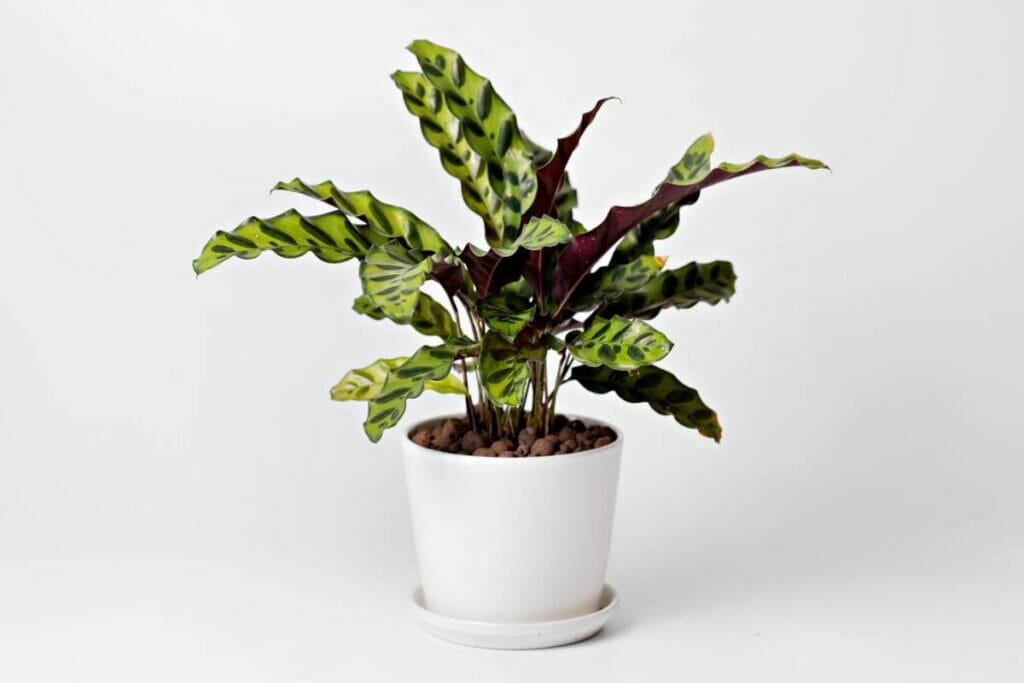 Plante serpent à sonnettes (Calathea lancifolia)