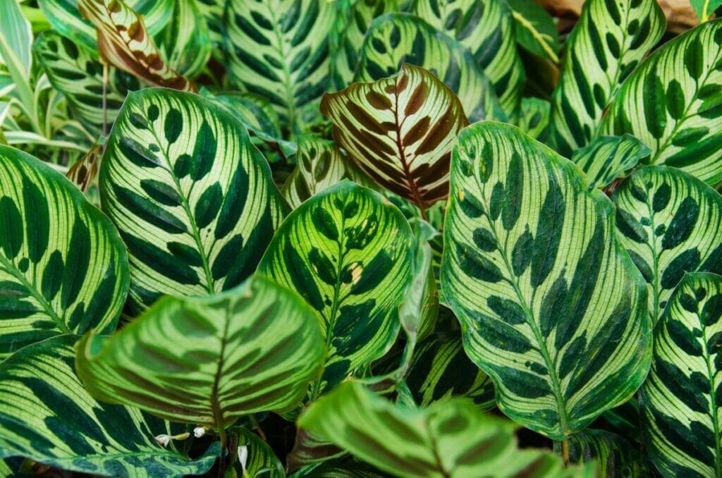 Calathea paon (Calathea makoyana)