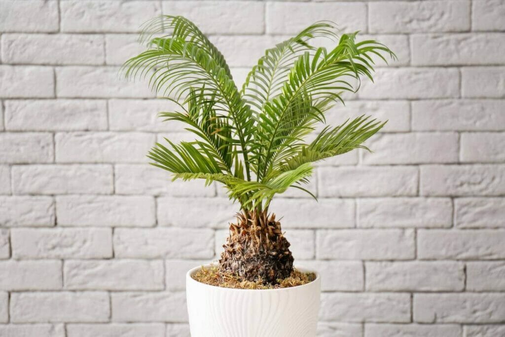 Palmier sagou (Cycas revoluta)