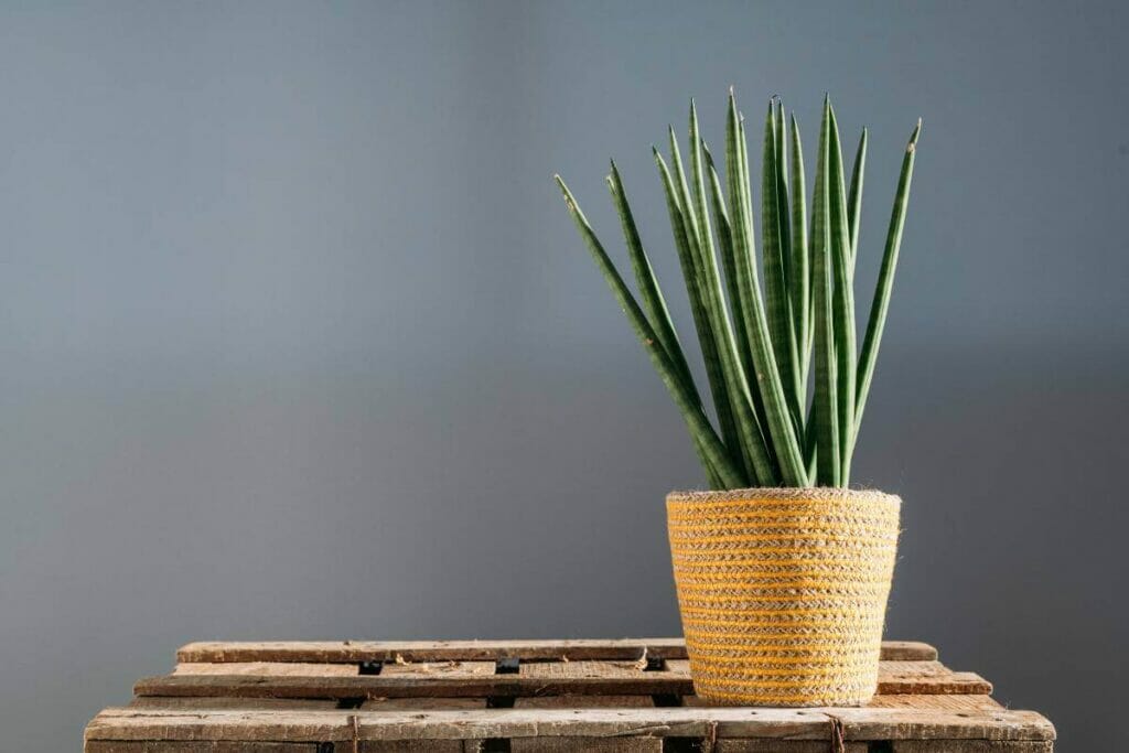 Plante serpent cylindrique (Sansevieria cylindrica)