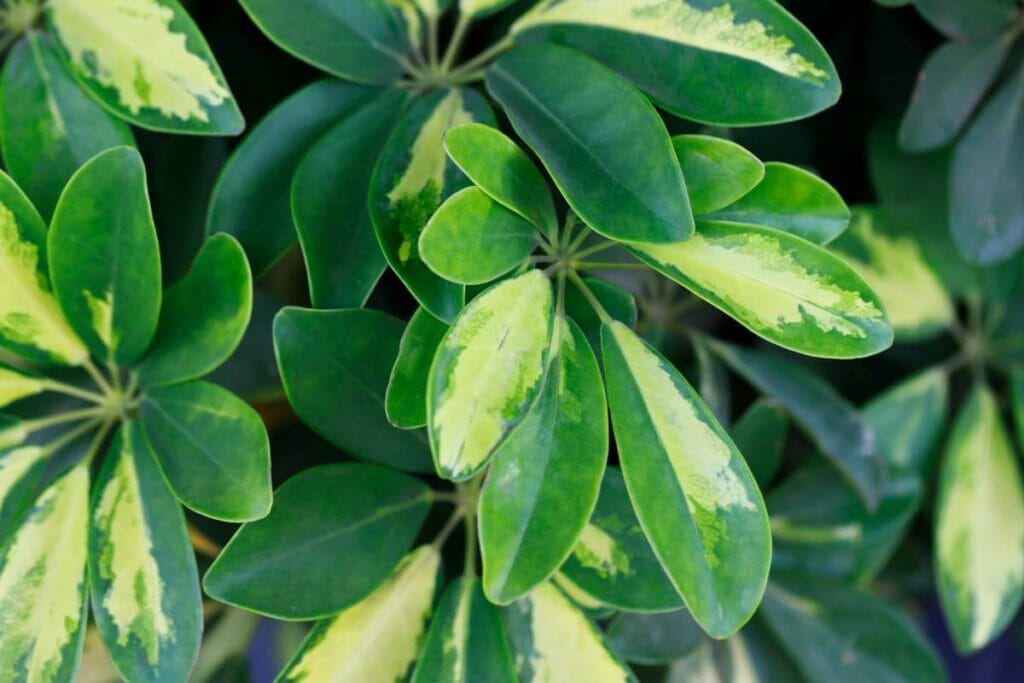 Parasol nain (Schefflera arboricola)