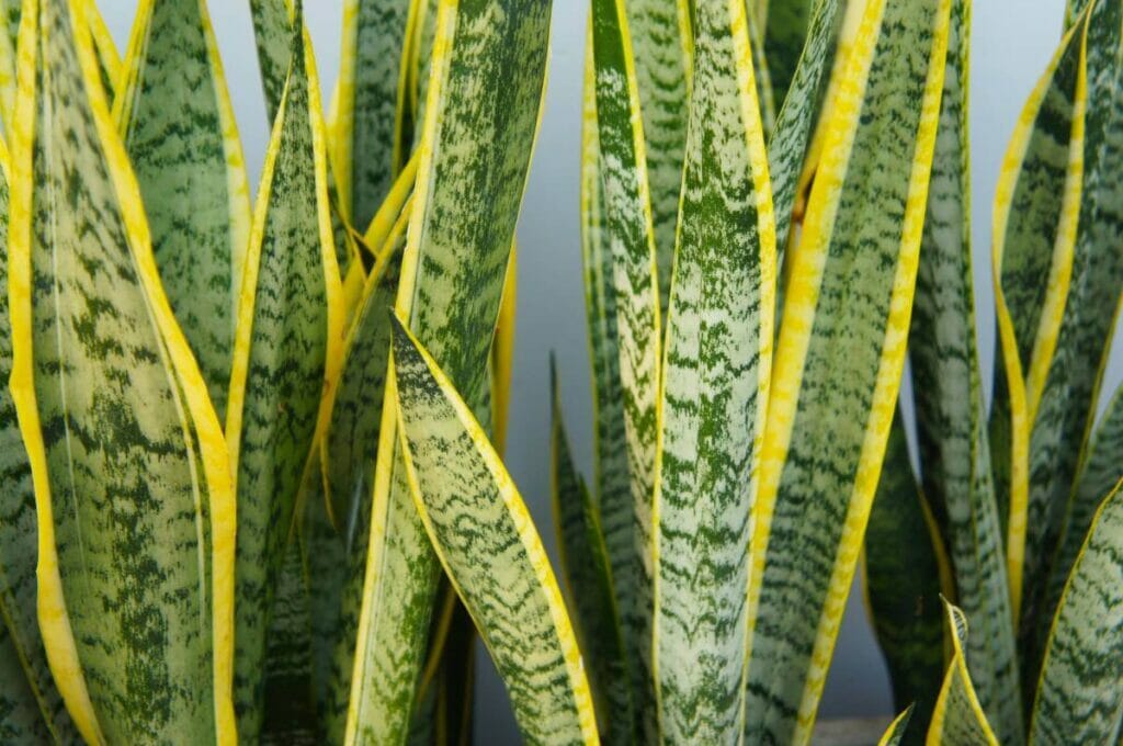 Sansevieria trifasciata laurentii (Sansevieria trifasciata laurentii)