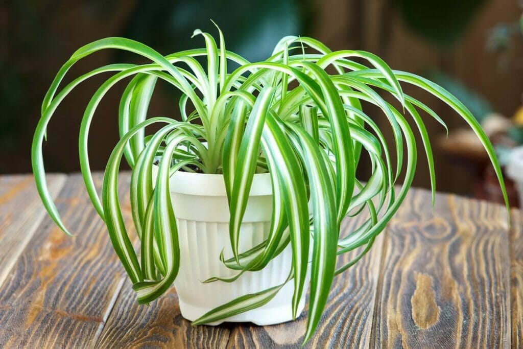 Plante araignée (Chlorophytum comosum)