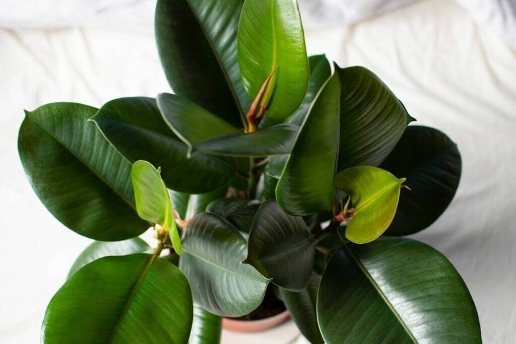 Plante caoutchouc (Ficus elastica)