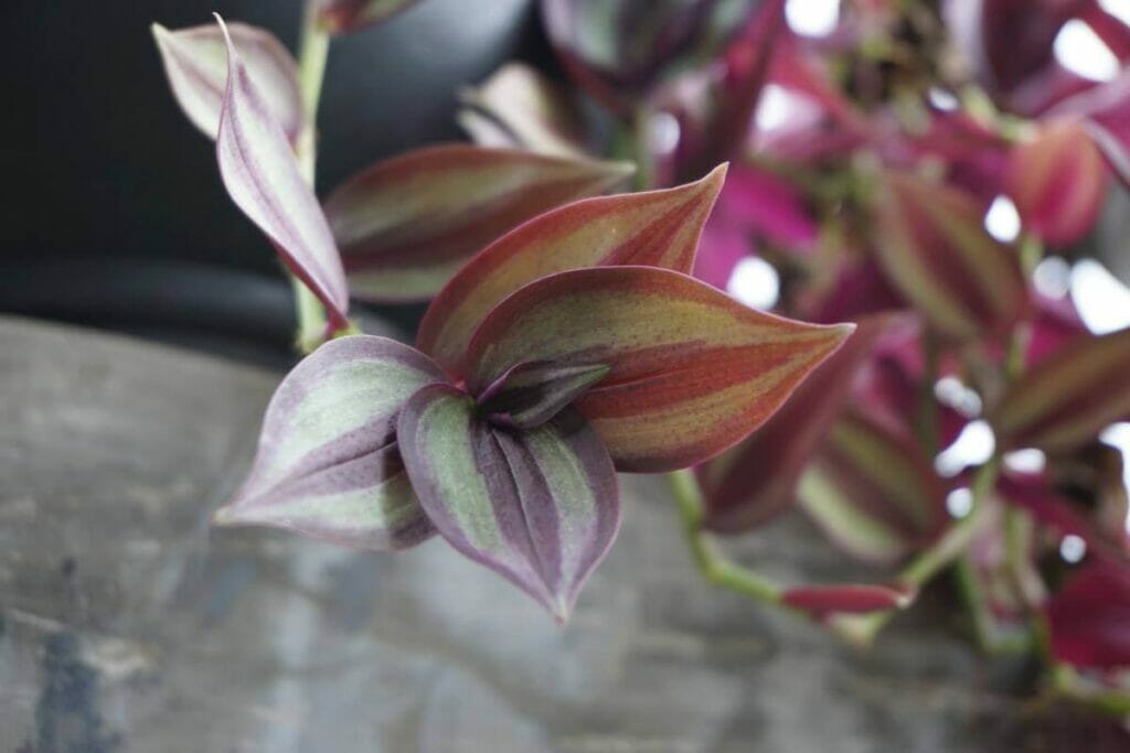 Plante argentée (Tradescantia zebrina)