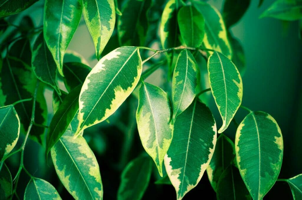 Figuier pleureur (Ficus benjamina)