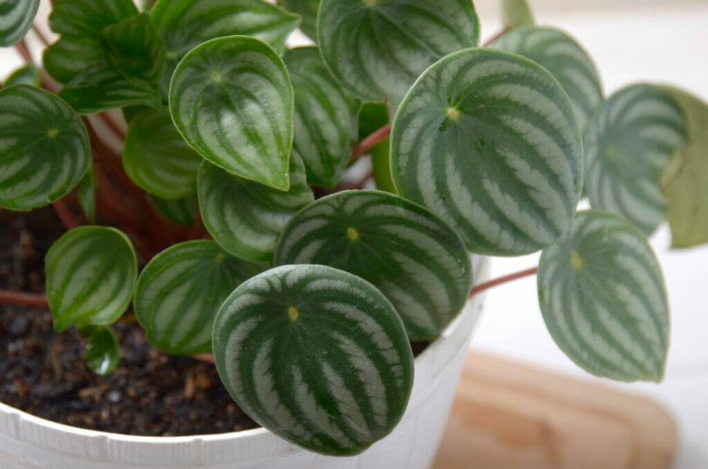 Peperomia pastèque (Peperomia argyreia)