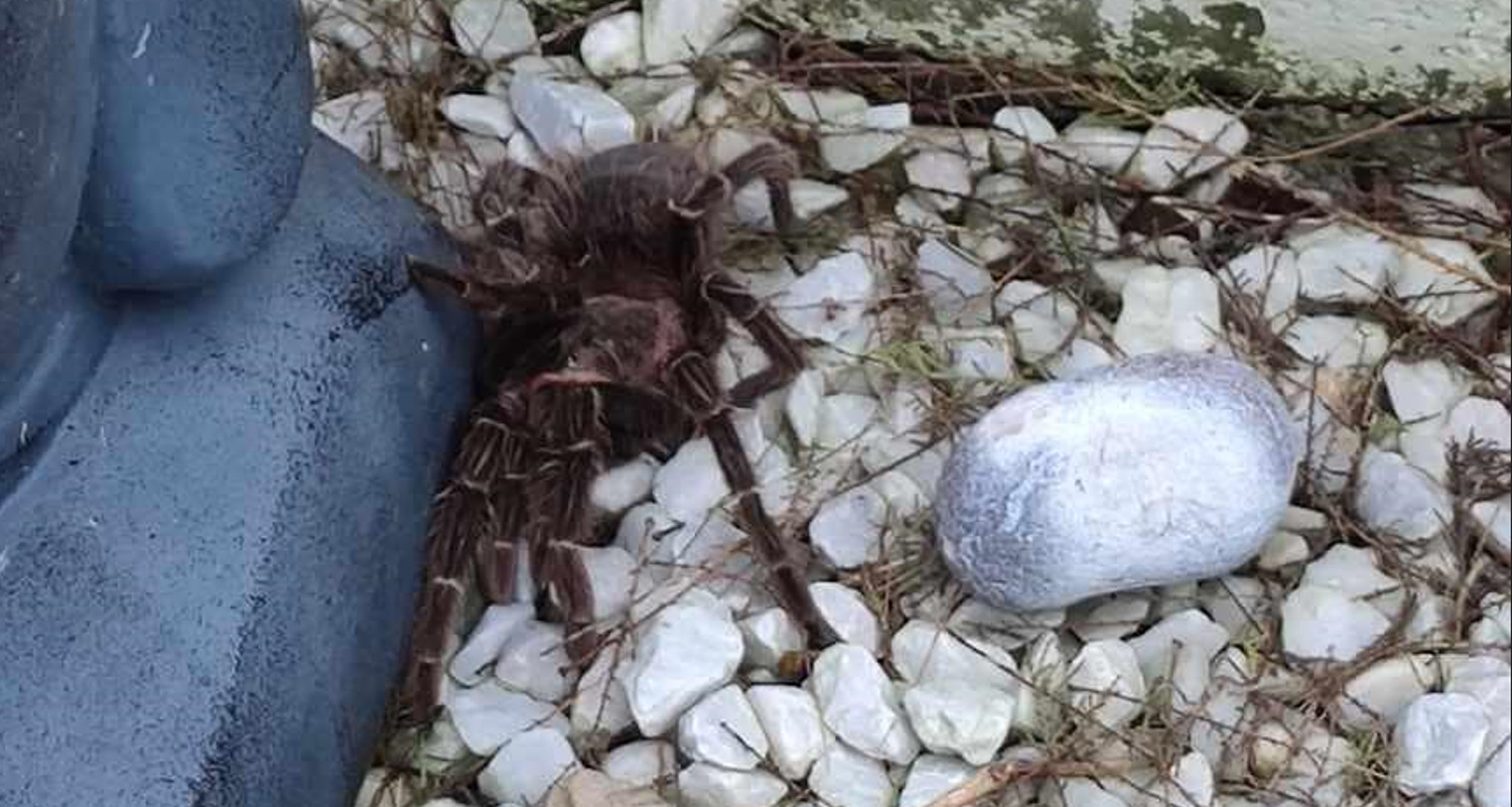 photo de l’araignée en normandie