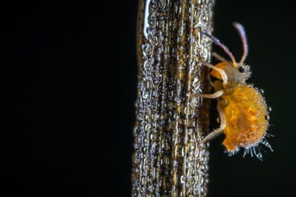 découvrez tout sur les pucerons : identification, modes de vie, prévention et traitement, sur notre site.