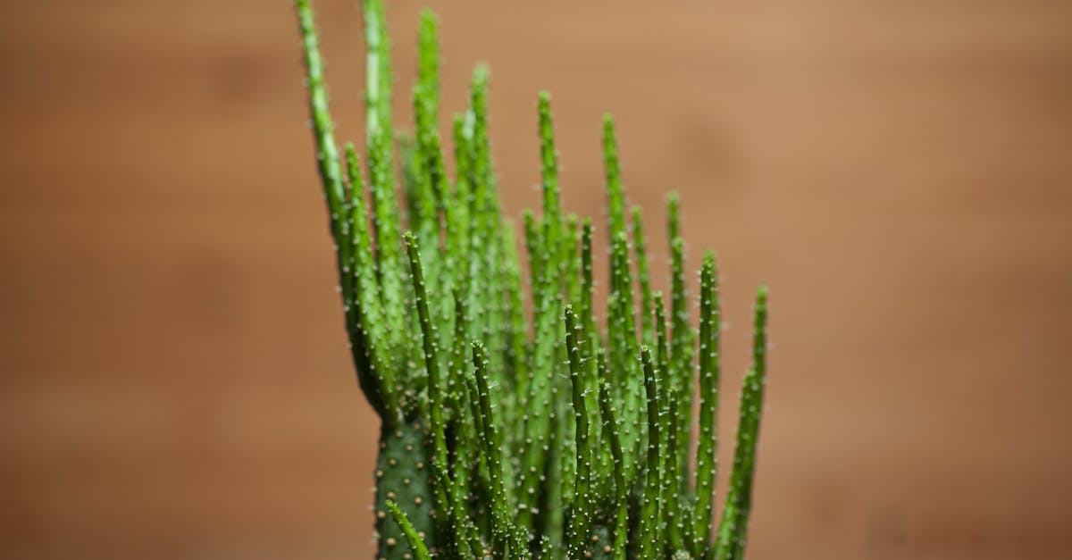 découvrez tous les bienfaits de l'aloe vera avec notre gamme de soins pour une peau et des cheveux en pleine santé.