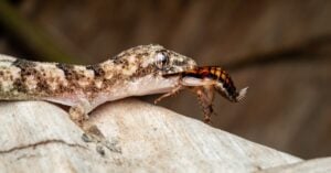 découvrez tout sur les insectes, leur biologie, leur habitat et leur rôle dans l'écosystème. apprenez à reconnaître les principales espèces d'insectes et leurs caractéristiques.