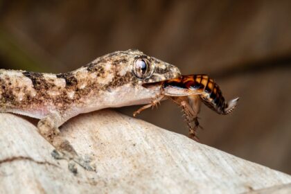 découvrez tout sur les insectes, leur biologie, leur habitat et leur rôle dans l'écosystème. apprenez à reconnaître les principales espèces d'insectes et leurs caractéristiques.