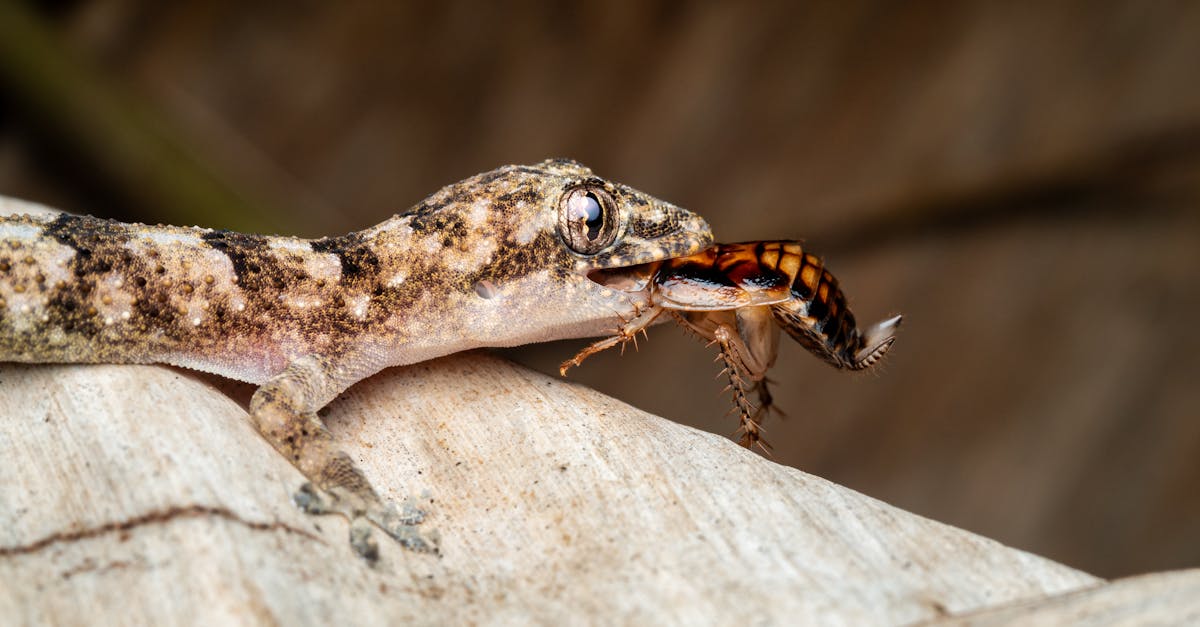 découvrez tout sur les insectes, leur biologie, leur habitat et leur rôle dans l'écosystème. apprenez à reconnaître les principales espèces d'insectes et leurs caractéristiques.