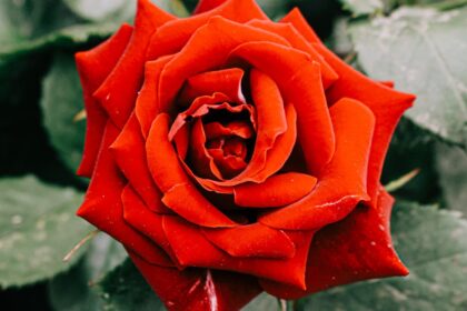 découvrez notre sélection de magnifiques rosiers pour embellir votre jardin. des variétés colorées et parfumées qui apporteront charme et élégance à votre espace extérieur.
