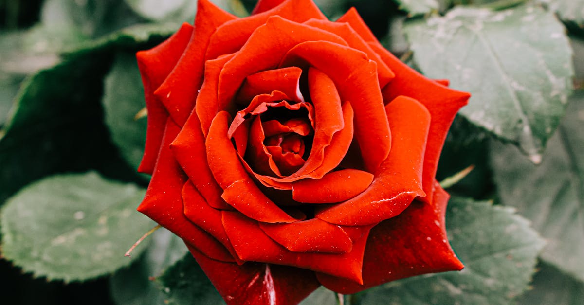 découvrez notre sélection de magnifiques rosiers pour embellir votre jardin. des variétés colorées et parfumées qui apporteront charme et élégance à votre espace extérieur.