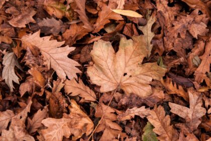 découvrez la magie de l'automne avec ses couleurs chatoyantes, ses feuilles qui tombent et ses douceurs gourmandes. une saison idéale pour profiter des balades en nature, des récoltes savoureuses et de moments chaleureux en famille.