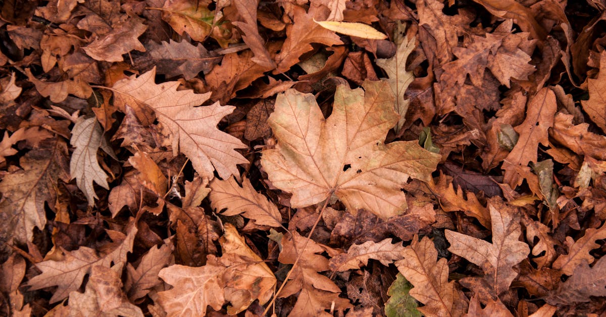 découvrez la magie de l'automne avec ses couleurs chatoyantes, ses feuilles qui tombent et ses douceurs gourmandes. une saison idéale pour profiter des balades en nature, des récoltes savoureuses et de moments chaleureux en famille.