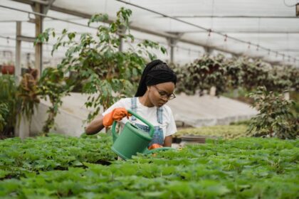 découvrez l'importance et les techniques de l'arrosage pour maintenir vos plantes en bonne santé. apprenez comment bien gérer l'eau pour un jardin florissant et des cultures durables.