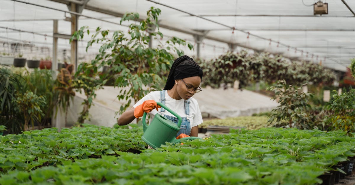 découvrez l'importance et les techniques de l'arrosage pour maintenir vos plantes en bonne santé. apprenez comment bien gérer l'eau pour un jardin florissant et des cultures durables.