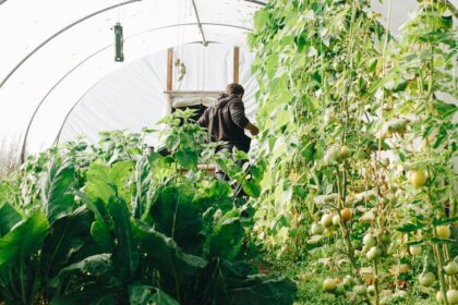 découvrez l'art du jardinage : conseils pratiques, astuces pour cultiver vos plantes et idées créatives pour embellir votre espace extérieur. que vous soyez débutant ou jardinier expérimenté, trouvez l'inspiration pour créer un jardin florissant et harmonieux.
