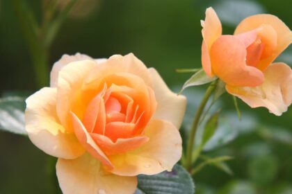 découvrez nos conseils experts pour la plantation de roses. apprenez à choisir les meilleures variétés, à préparer votre sol et à entretenir vos rosiers pour profiter d'un jardin éblouissant et parfumé.