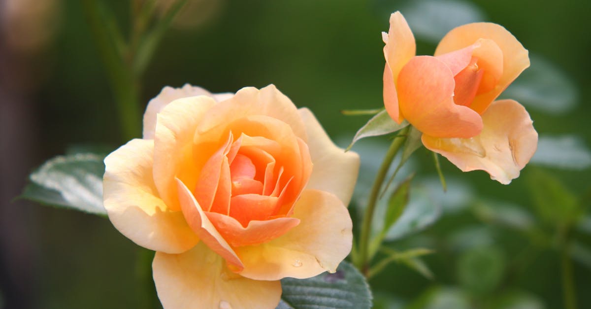 découvrez nos conseils experts pour la plantation de roses. apprenez à choisir les meilleures variétés, à préparer votre sol et à entretenir vos rosiers pour profiter d'un jardin éblouissant et parfumé.