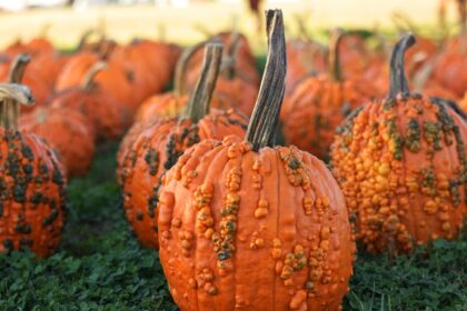 découvrez nos conseils pratiques pour le jardinage en octobre. apprenez à préparer votre jardin pour l'hiver, planter des fleurs de saison et entretenir vos cultures. profitez pleinement des dernières douceurs d'automne tout en planifiant le printemps à venir.